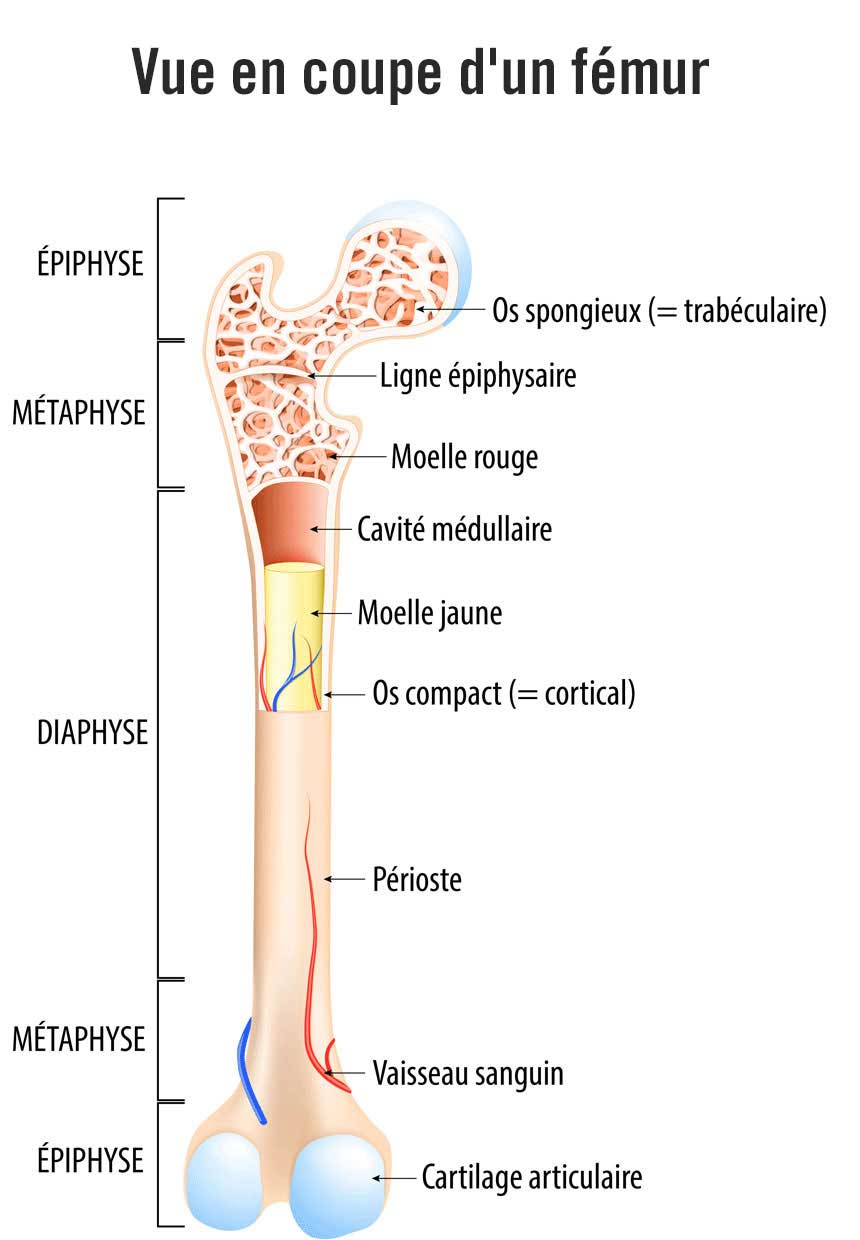Vue en coupe d'un fémur
